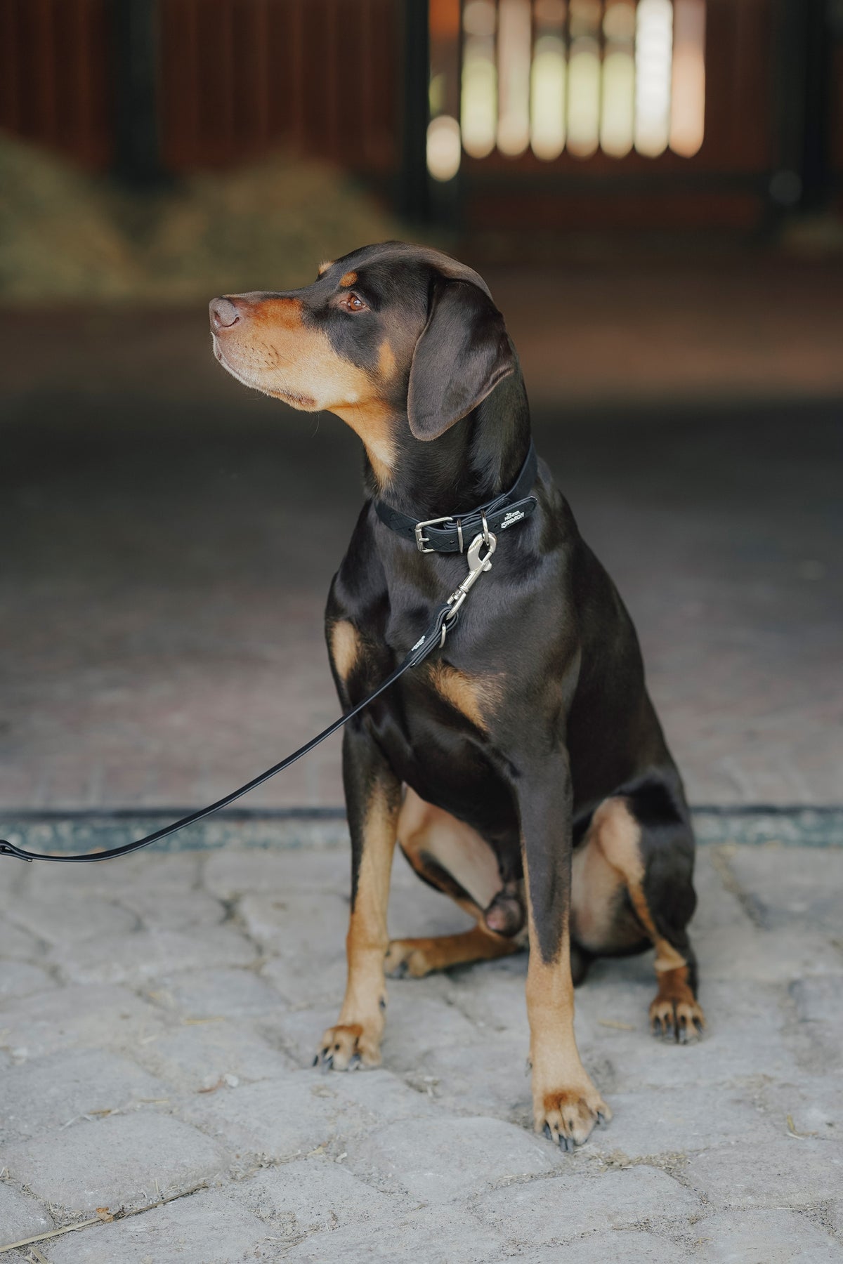 Eskadron Hunter x ESKADRON SPARK ADJUST Dog Leash Dog Accesories