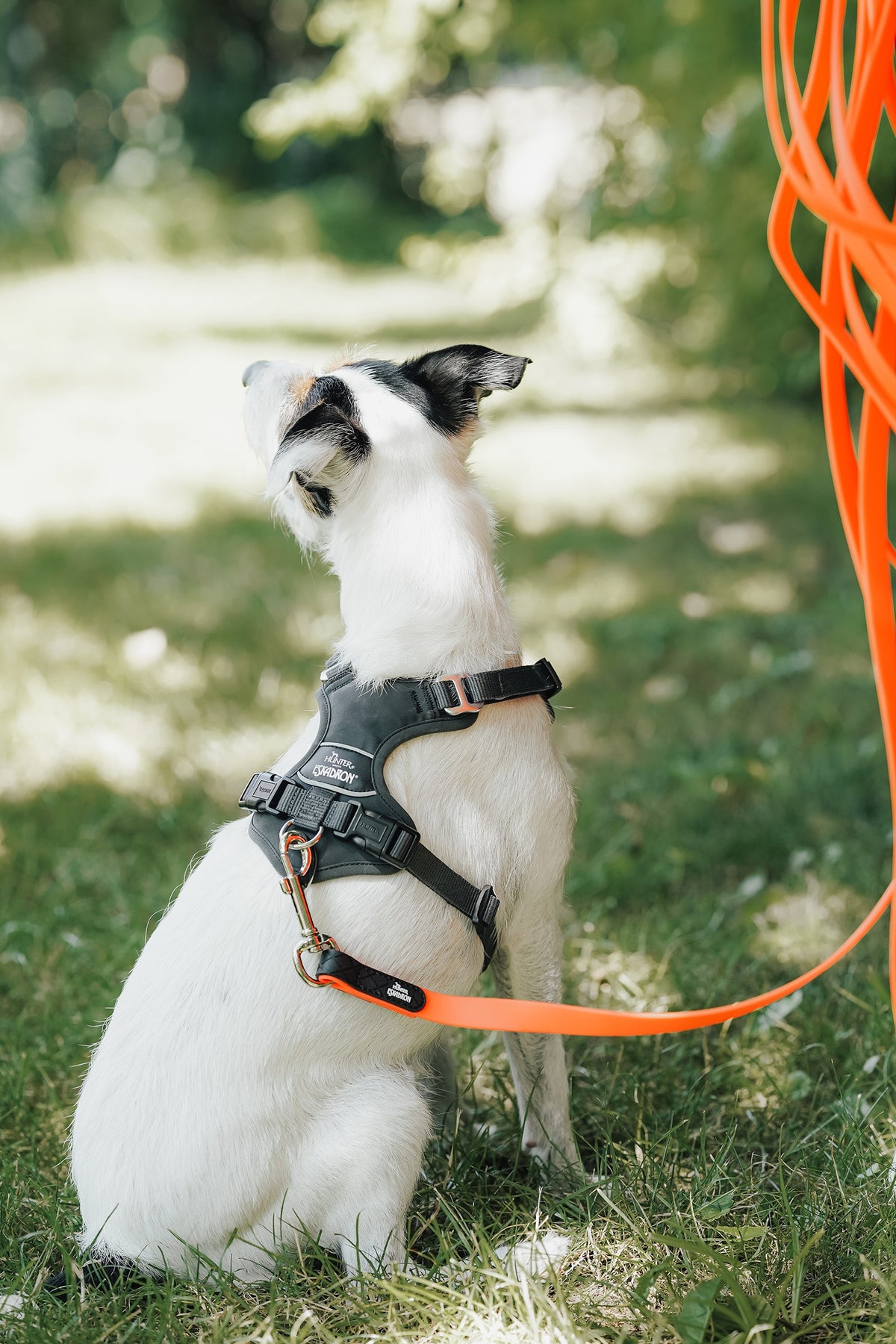 Eskadron Hunter x ESKADRON MOTION REFLECT Dog Harness Dog Accesories