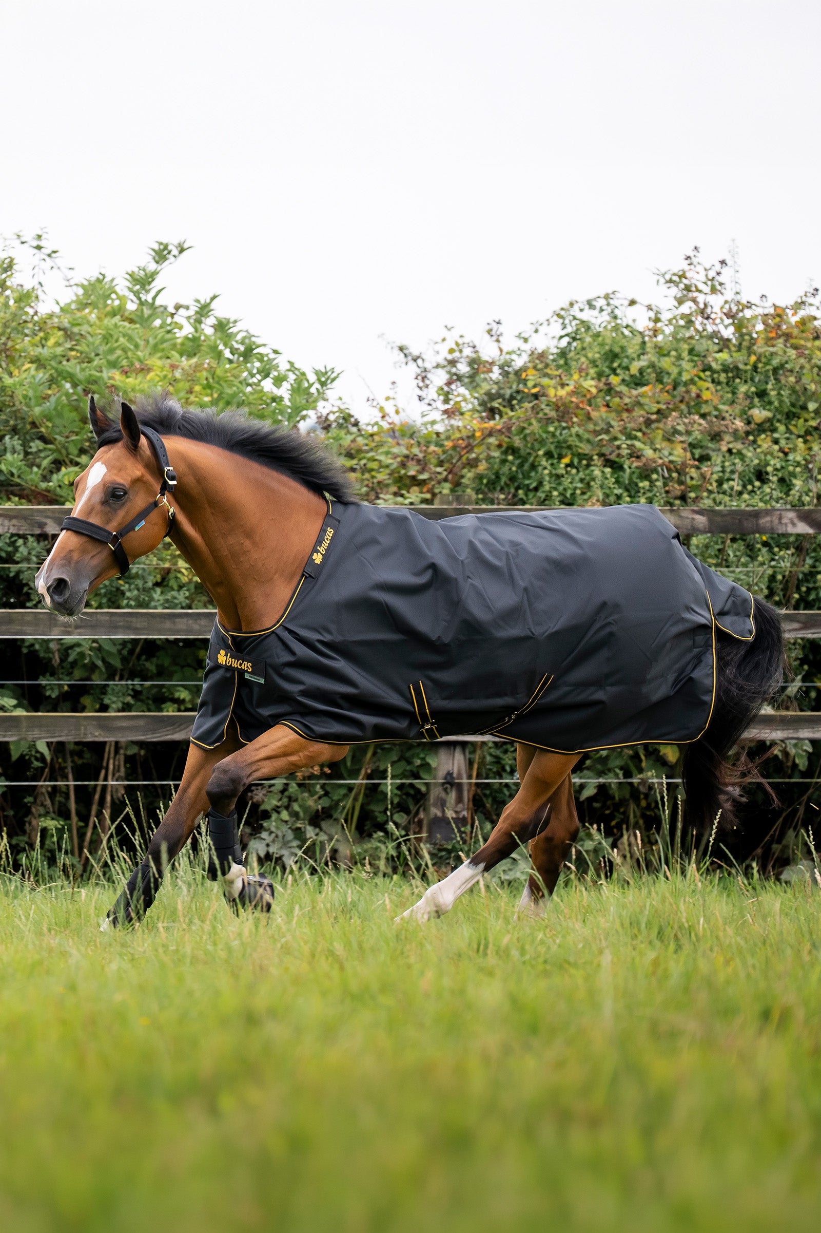 Bucas Irish Turnout Big Neck, 50g Horse Rugs