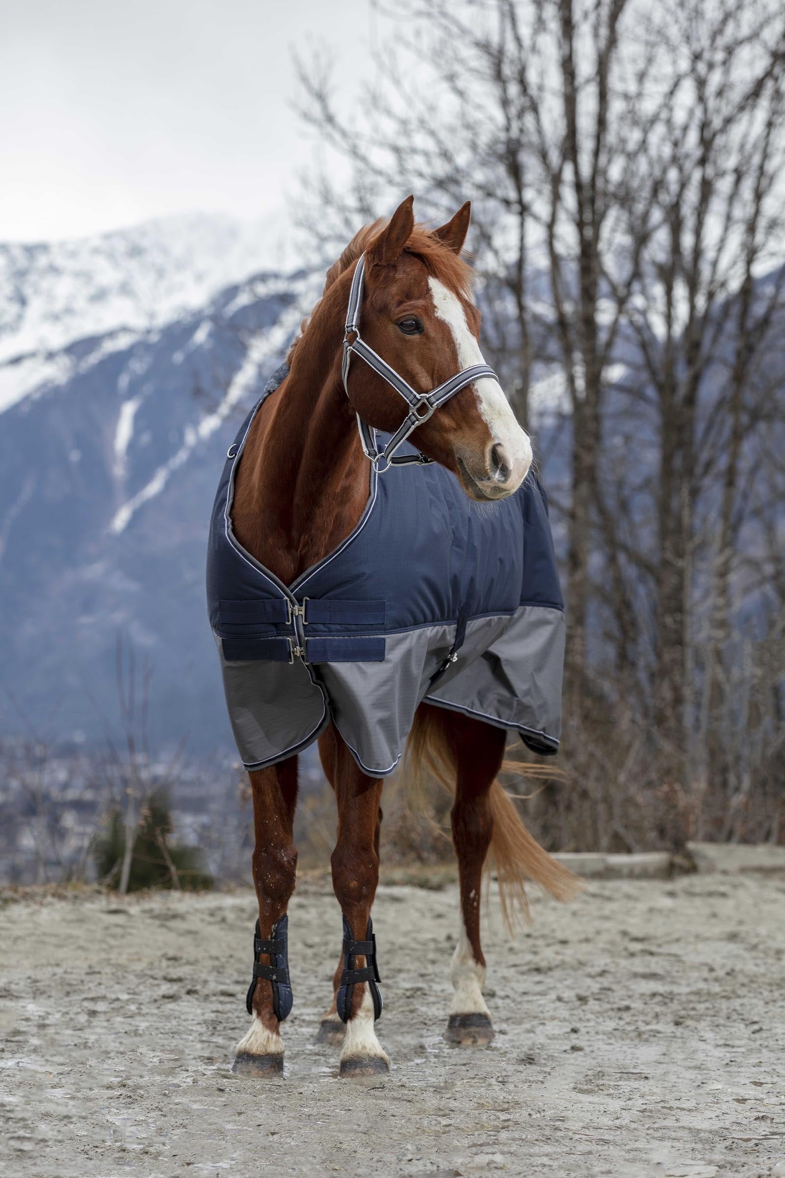 Equi Theme EQUITHÈME TYREX 600D Turnout Rug, 50 g Horse Rugs
