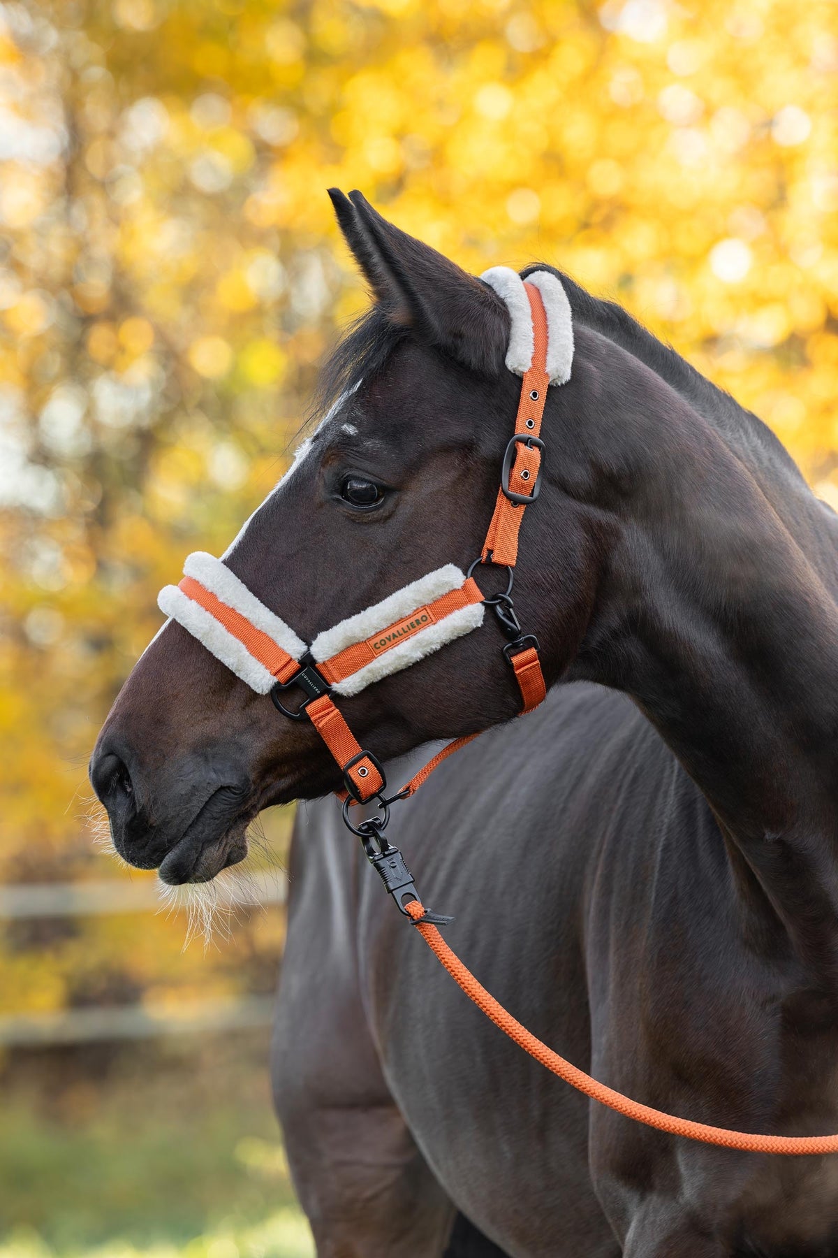 Covalliero FW26 Soft Halter Halters & Leads